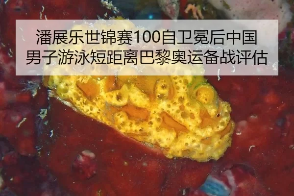 潘展乐世锦赛100自卫冕后中国男子游泳短距离巴黎奥运备战评估